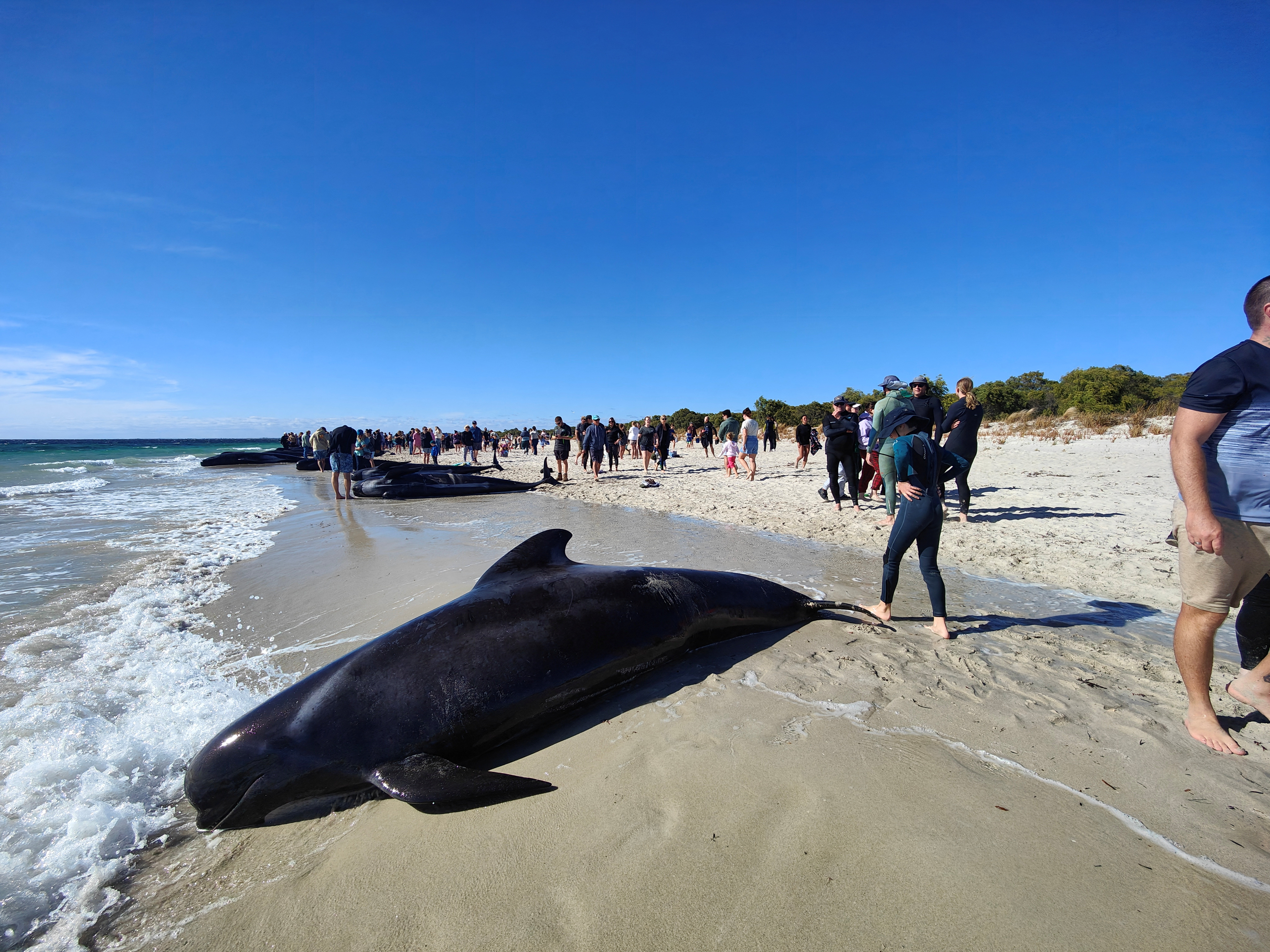 People walk near whales stranded on a beach at Toby's Inlet, Dunsborough, Australia.